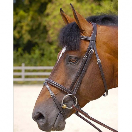 TESTIERA EQUILINE ANATOMICA
