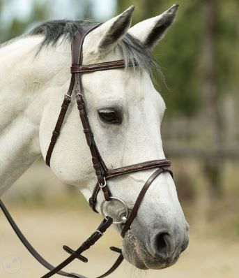 BRIGLIA OXER 120° PARIANI