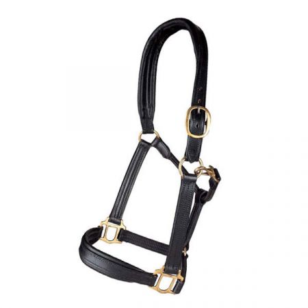 CAPEZZA EQUILINE TIMMY
