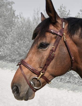 TESTIERA SARM HIPPIQUE COMPLETA DI REDINI